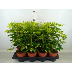 Schefflera arbor. 'Gerda'