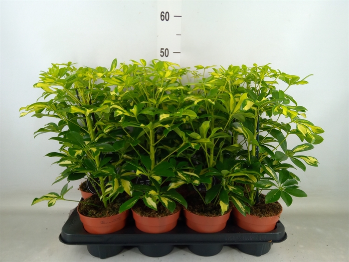 <h4>Schefflera arbor. 'Gerda'</h4>
