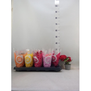 Begonia elat. DU   ...mix