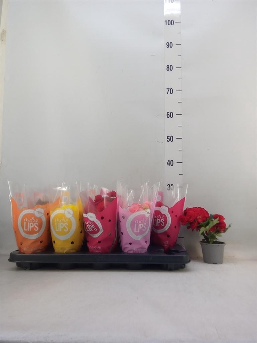 <h4>Begonia elat. DU   ...mix</h4>