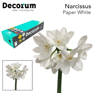 Narcissus Paperwhite Box 2 x 50