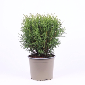 Thuja occidentalis 'Tiny Tim'