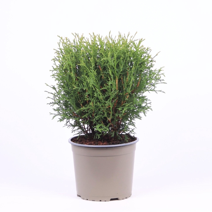 <h4>Thuja occidentalis 'Tiny Tim'</h4>