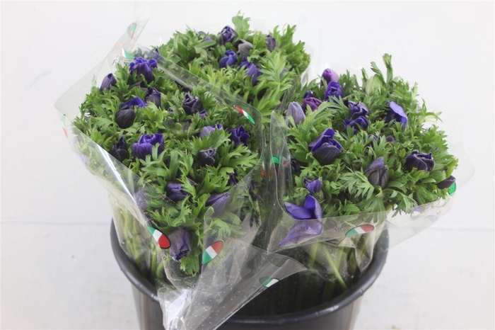 <h4>Anem Ex Blue</h4>