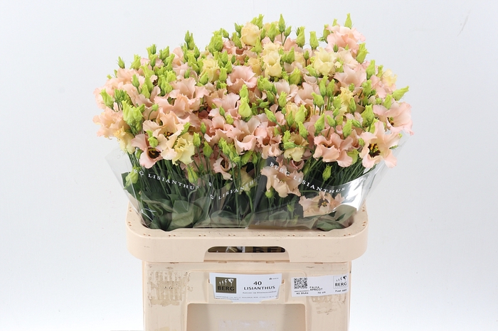 <h4>Eus E Falda Apricot</h4>