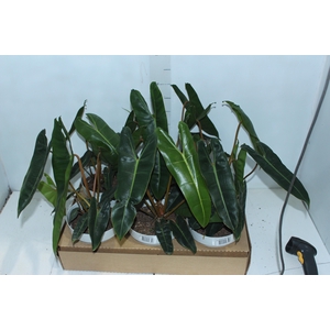 PHILODENDRON BILLIETIAE P17