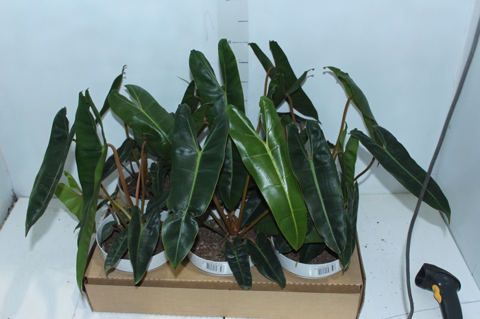 <h4>PHILODENDRON BILLIETIAE P17</h4>