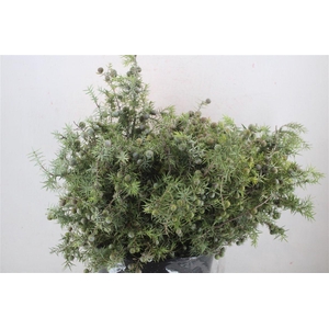 Jenever Berry P Bunch