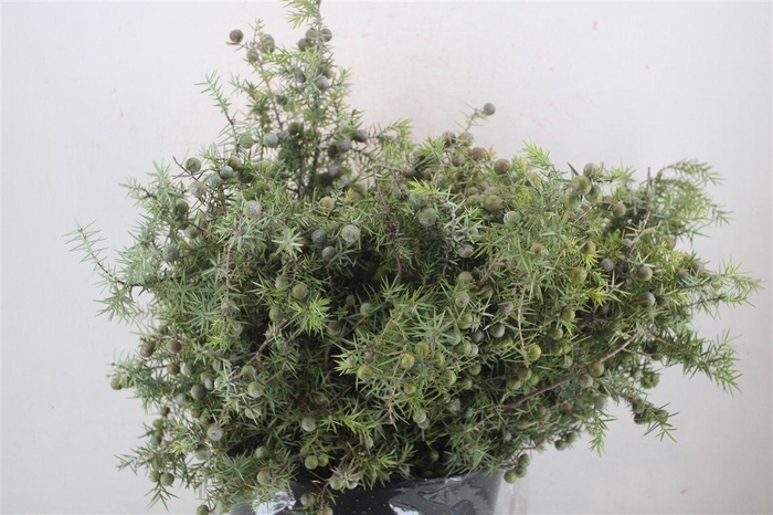 <h4>Jenever Berry P Bunch</h4>