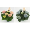Hydrangea Magical Revolution ® blue 5/6 flowers
