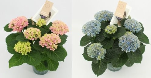 Hydrangea Magical Revolution ® blue 5/6 flowers