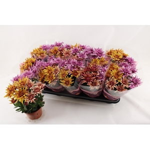 CHRYS ART JEF GEM IP