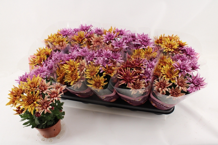 <h4>CHRYS ART JEF GEM IP</h4>