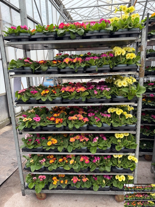 <h4>PRIM AC MIXKAR</h4>