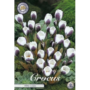 Crocus Chrysanthus Prins Claus X10