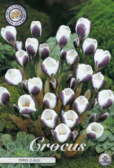 <h4>Crocus Chrysanthus Prins Claus X10</h4>