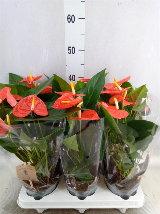 <h4>Anthurium andr. 'Prince of Orange'</h4>