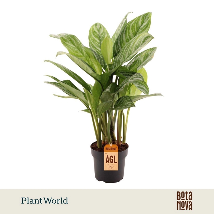 <h4>Aglaonema Stripes</h4>