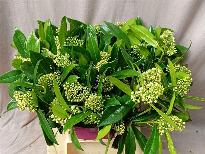 <h4>Skimmia per bos confusa 'Kew Green'</h4>