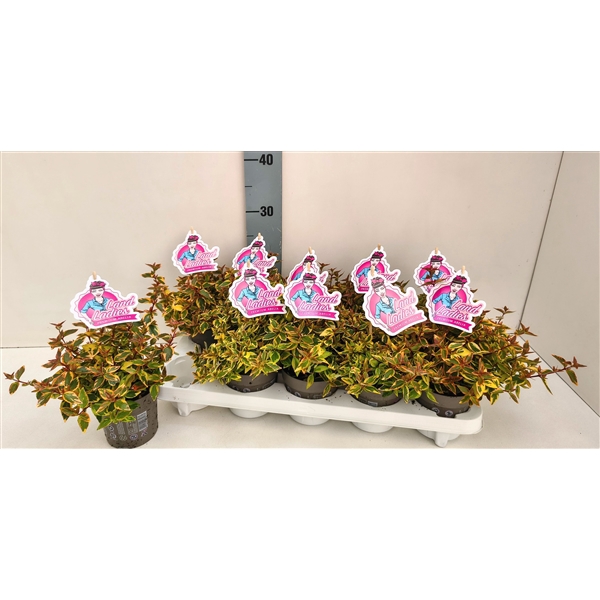 <h4>Abelia Lady Summerdream 11T</h4>