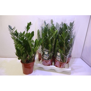 arr8 Zamioculcas Zamiifol