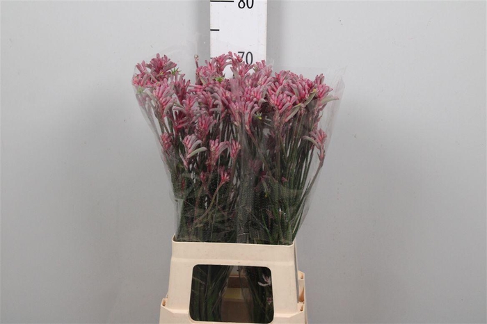 <h4>Anigoz Mini Pearl</h4>