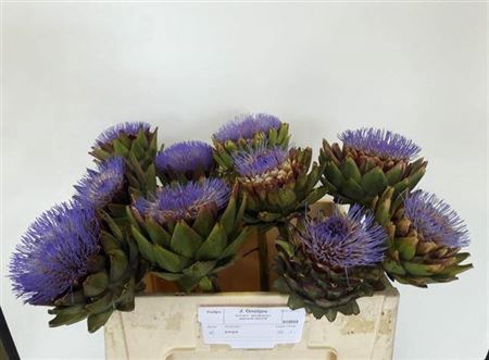 <h4>Cynara Groene V Laon</h4>