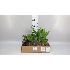 Planten  ..mix