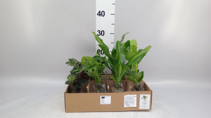 <h4>Planten ..mix</h4>