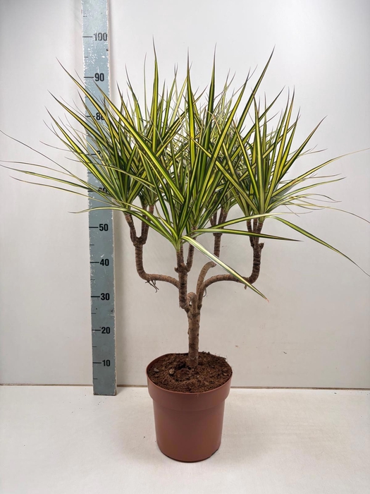 <h4>DRA MARG SUNRAY</h4>