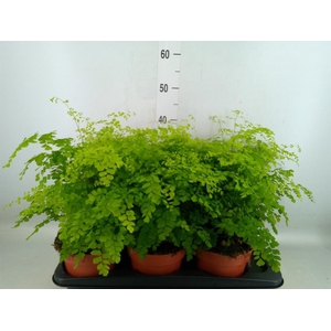Adiantum raddi. 'Fragrans'