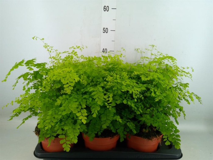 <h4>Adiantum raddi. 'Fragrans'</h4>