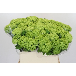 Viburnum Opulus Roseum