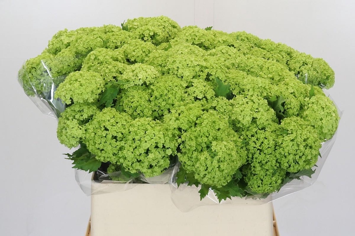 <h4>Viburnum Opulus Roseum</h4>