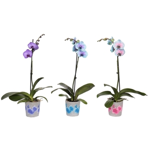 Fiore Mix Phal I Am Special Mix 1T9+ (24 uur levertijd)