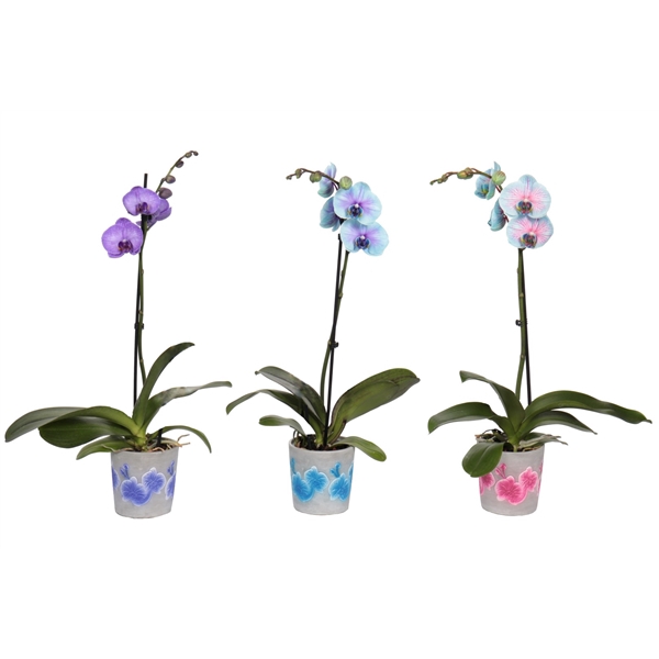 <h4>Fiore Mix Phal I Am Special Mix 1T9+ (24 uur levertijd)</h4>