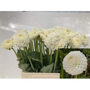 Dahlia Reycroft Jan Punthuis