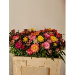 HELICHRYSUM OV