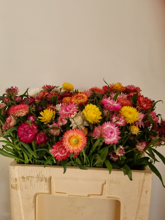 <h4>HELICHRYSUM OV</h4>