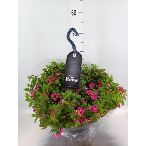 Calibrachoa   ...