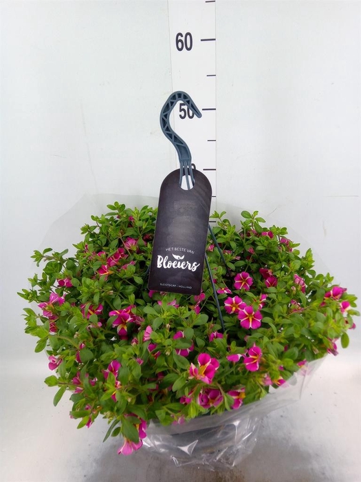 <h4>Calibrachoa   ...</h4>
