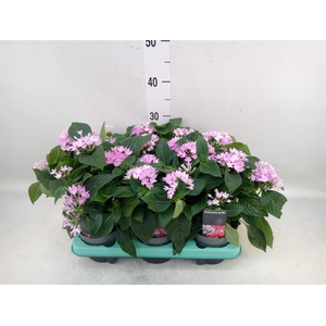 Pentas lanceolata 'Starclust Laven'