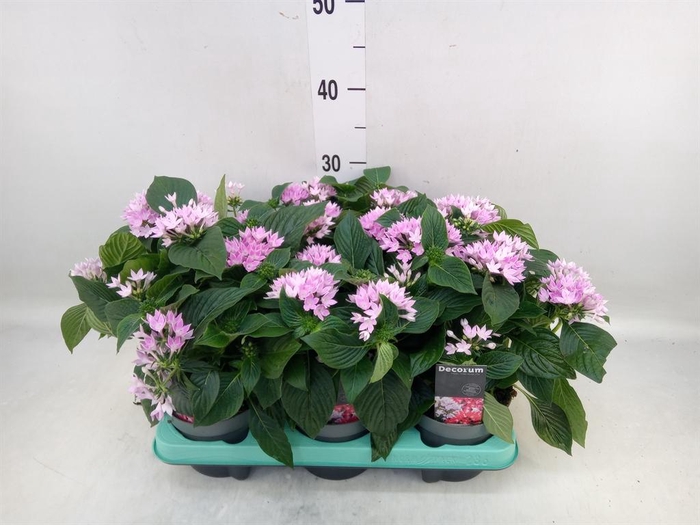 <h4>Pentas lanceolata 'Starclust Laven'</h4>