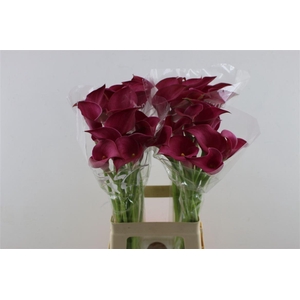 Zant Pink Jewel 70cm