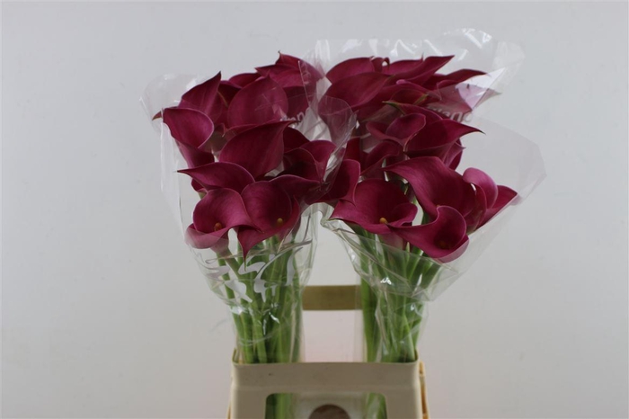 <h4>Zant Pink Jewel 70cm</h4>