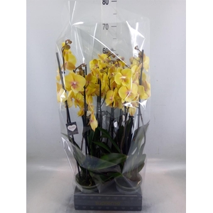 Phalaenopsis  'Manta Palau'