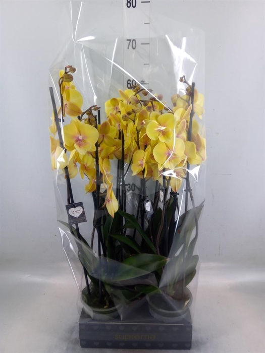 <h4>Phalaenopsis  'Manta Palau'</h4>
