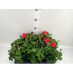 Pelargonium pelt.   ...