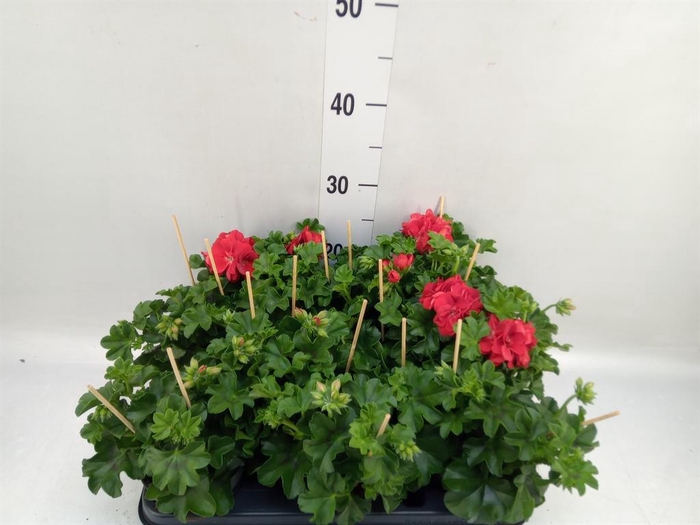 <h4>Pelargonium pelt.   ...</h4>