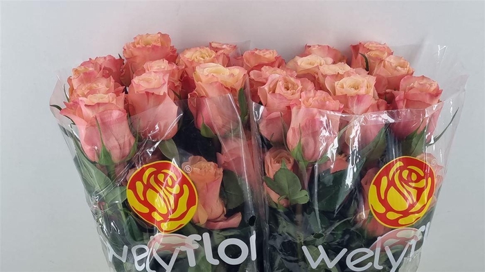 <h4>R Gr Fascination</h4>